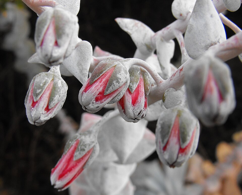 Dudleya pulverulenta (Chalk Dudleya) (alternate view 7)