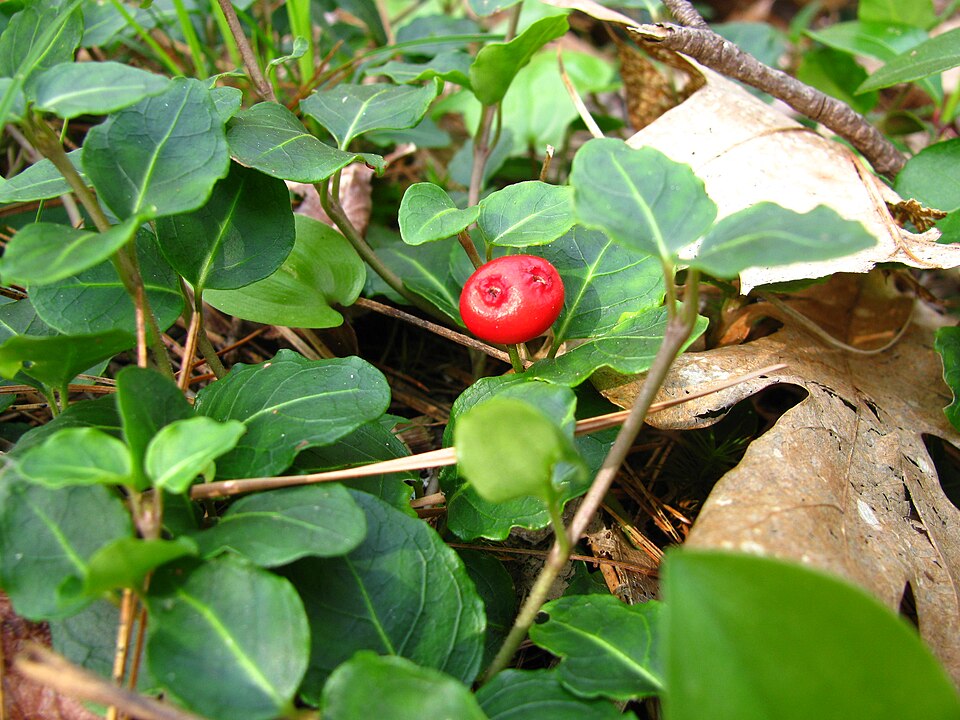 Mitchella repens (partridgeberry)