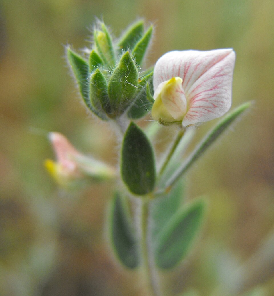 Acmispon americanus (Spanish clover) (alternate view 7)