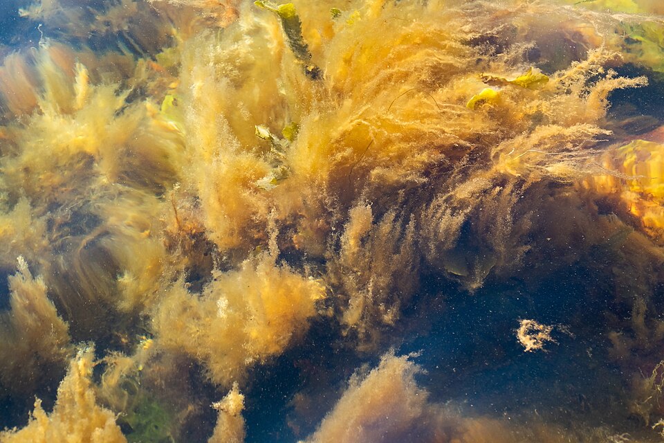 Ulva intestinalis (Gutweed)