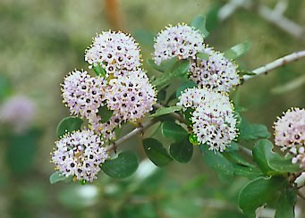 Ceanothus cuneatus (Buckbrush) (alternate view 6)