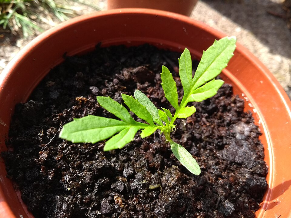 Tagetes minuta (wild marigold) (alternate view 9)