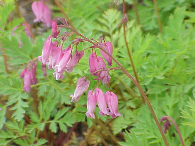 Dicentra formosa (Pacific bleeding heart) (alternate view 6)