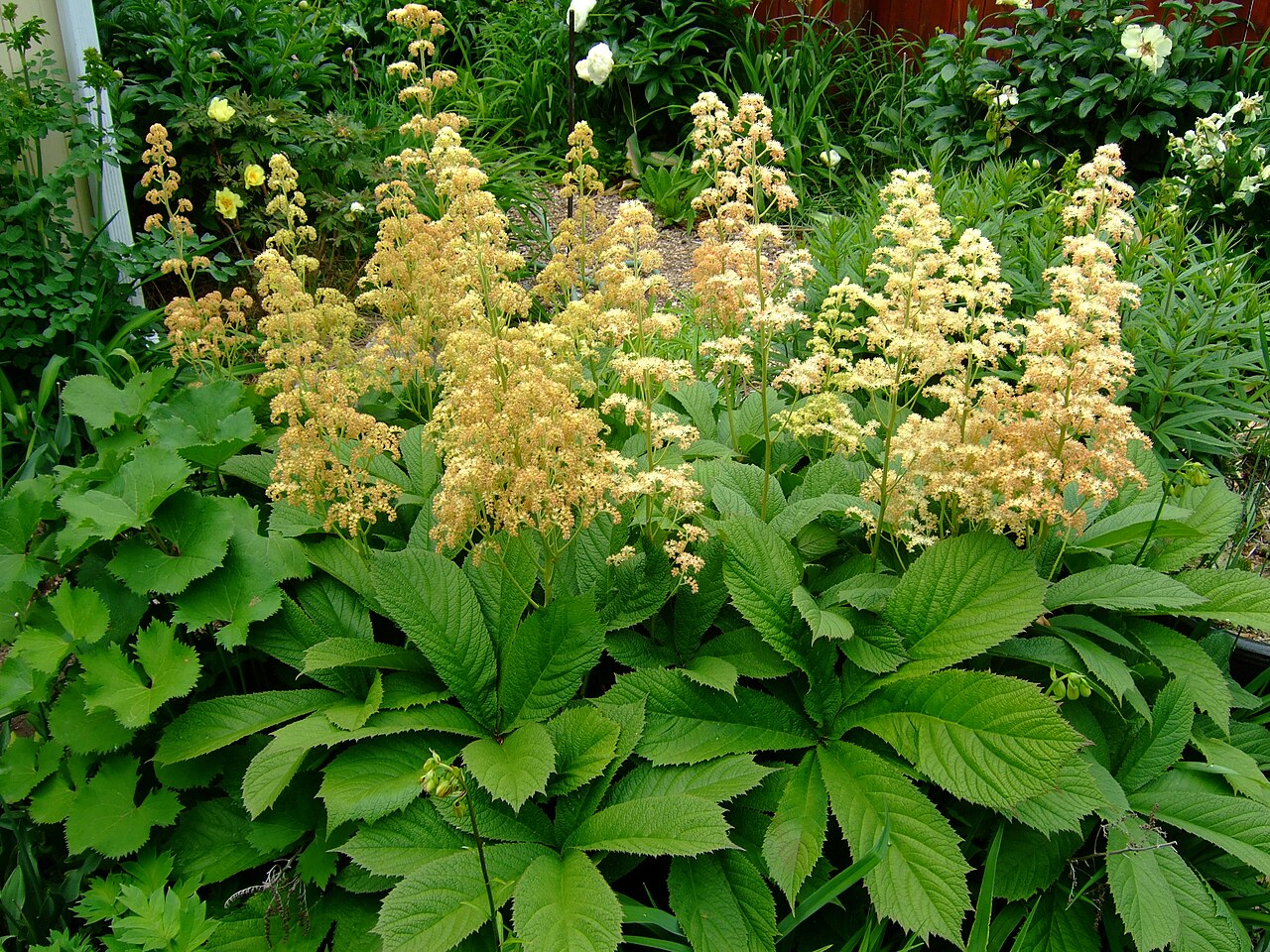 Rodgersia pinnata (Featherleaf Rodgersia)