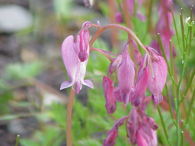 Dicentra formosa (Pacific bleeding heart) (alternate view 7)
