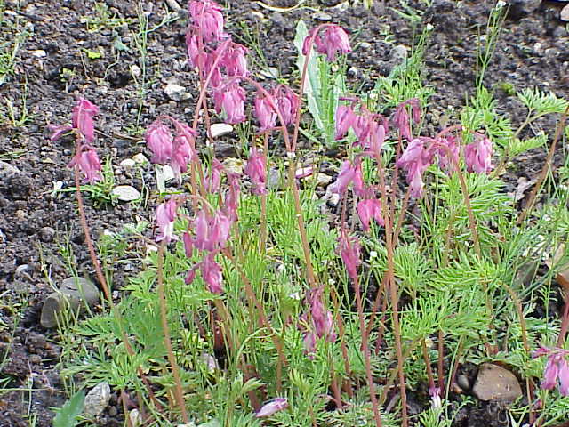 Dicentra formosa (Pacific bleeding heart) (alternate view 8)