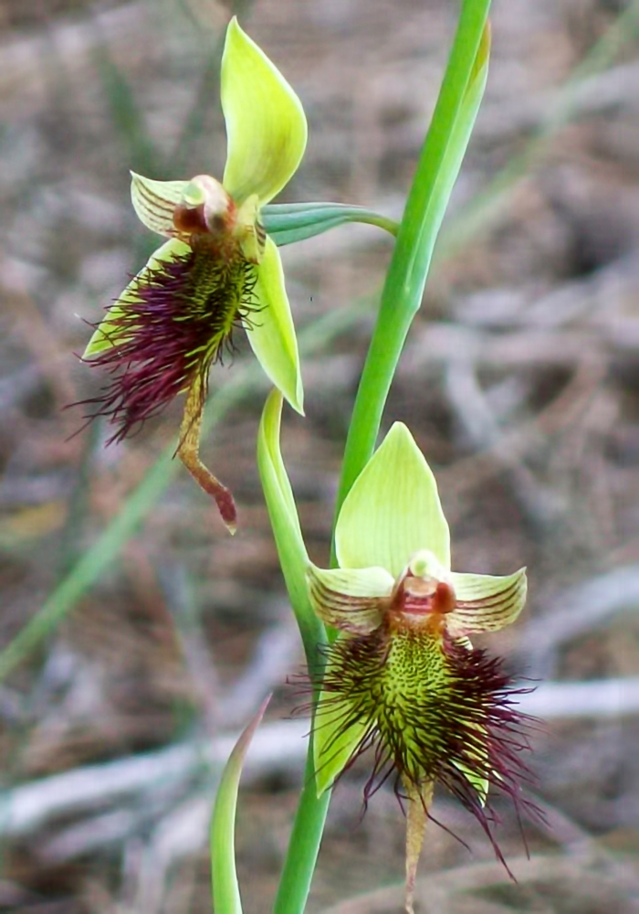 Calochilus paludosus (red beard orchid) (alternate view 7)