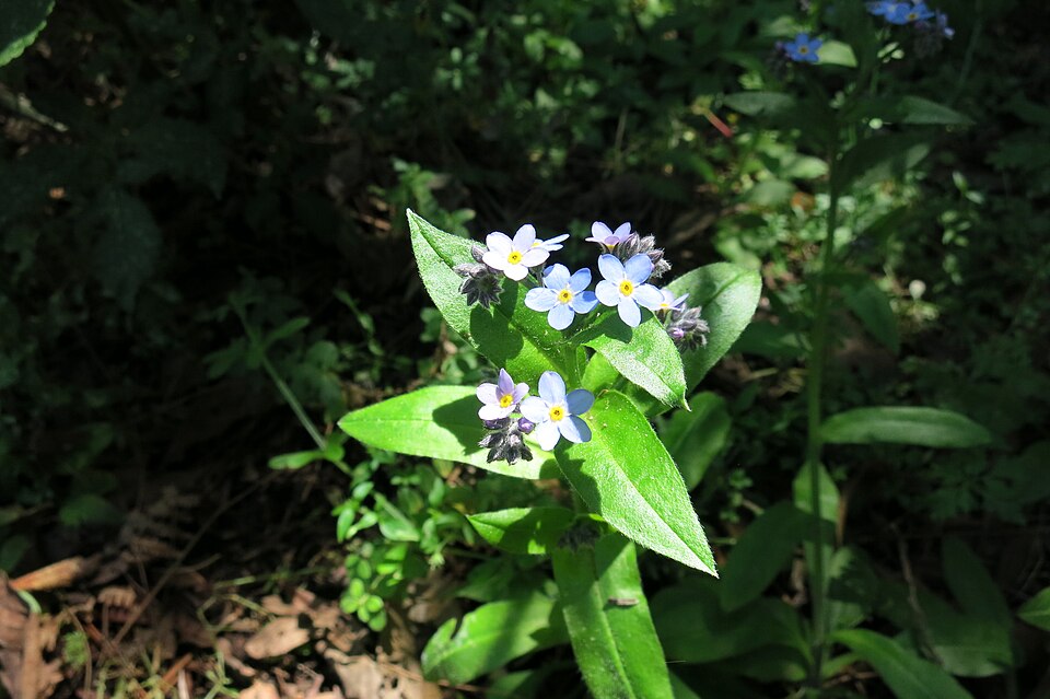 Myosotis latifolia (broadleaf forget-me-not) (alternate view 10)