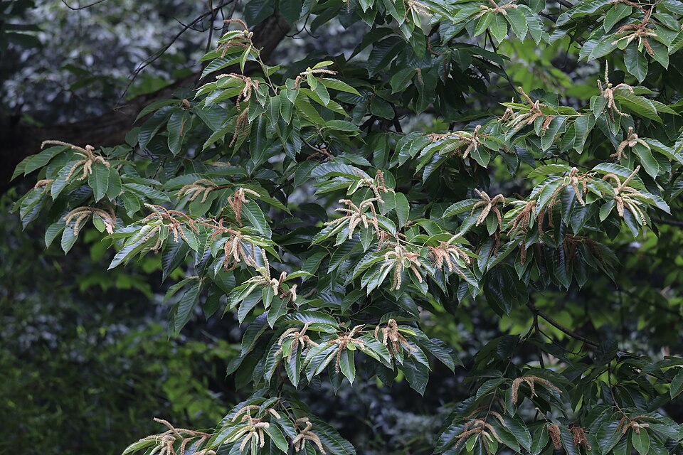 Castanea mollissima (Chinese Chestnut) (alternate view 6)