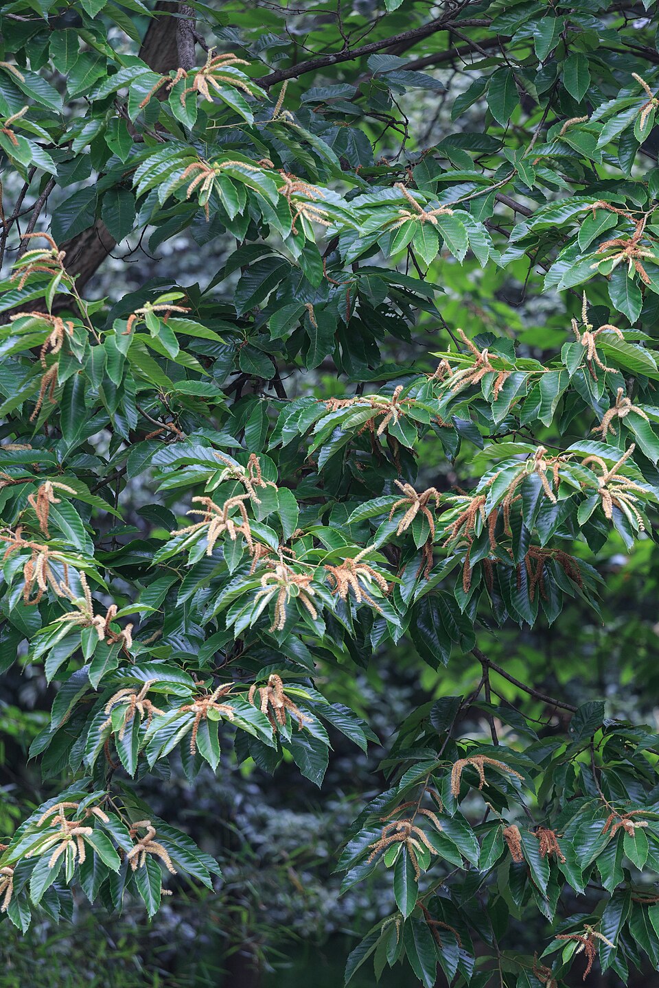 Castanea mollissima (Chinese Chestnut) (alternate view 7)