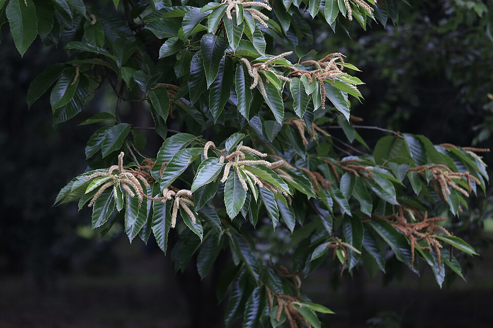 Castanea mollissima (Chinese Chestnut) (alternate view 8)