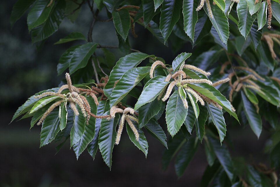 Castanea mollissima (Chinese Chestnut) (alternate view 9)