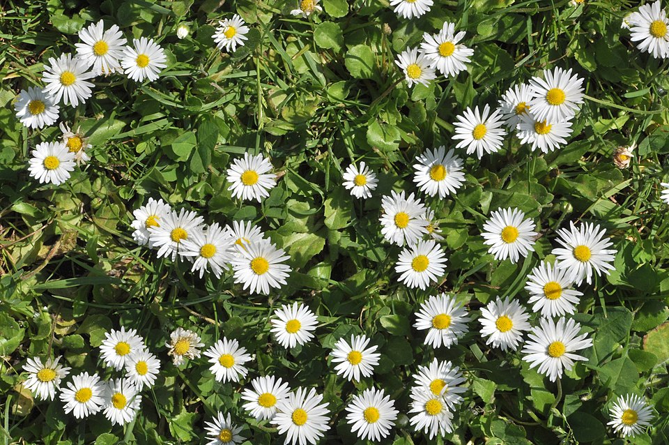 Bellis perennis (Lawn daisy)