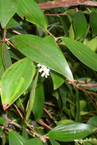Trochocarpa laurina (Tree Heath) (alternate view 6)