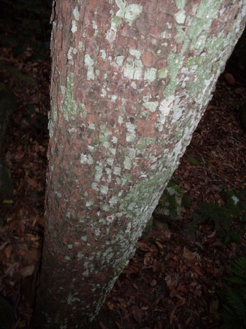 Ceratopetalum gummiferum (New South Wales christmas bush) (alternate view 2)
