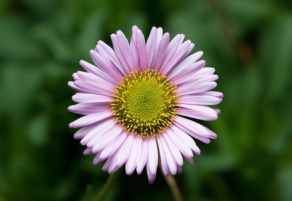 Erigeron glaucus (Seaside Fleabane) (alternate view 9)