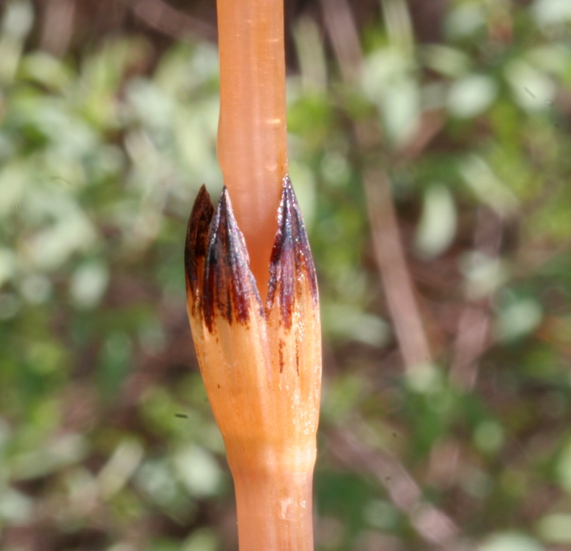 Equisetum arvense (common horsetail (native)) (alternate view 8)