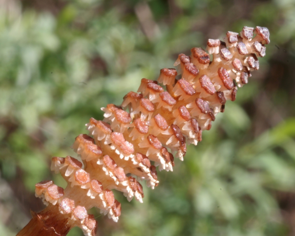 Equisetum arvense (common horsetail (native)) (alternate view 10)