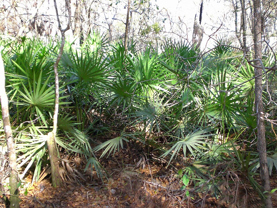 Sabal minor (Dwarf Palmetto) (alternate view 4)