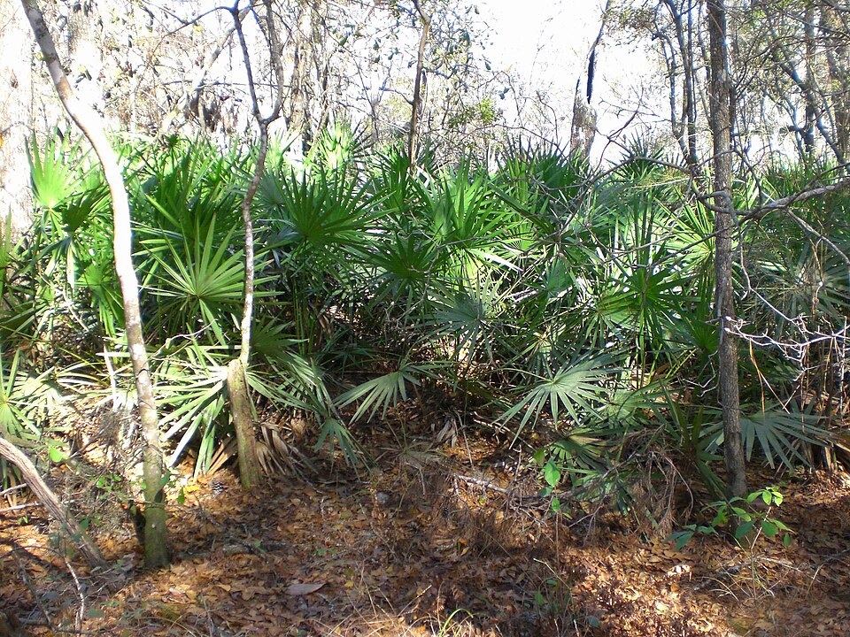 Sabal minor (Dwarf Palmetto) (alternate view 5)