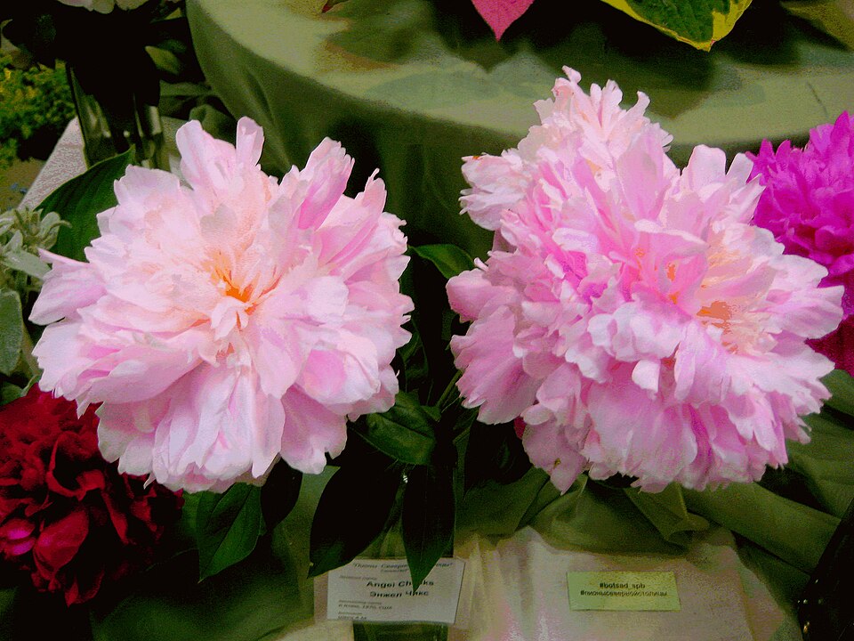Paeonia 'Angel Cheeks' (Angel Cheeks Peony)