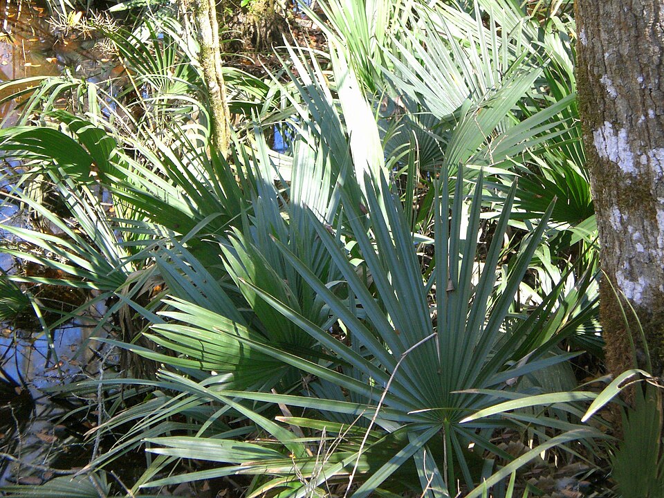 Sabal minor (Dwarf Palmetto) (alternate view 6)
