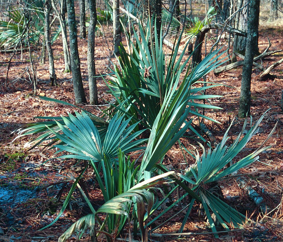 Sabal minor (Dwarf Palmetto) (alternate view 7)