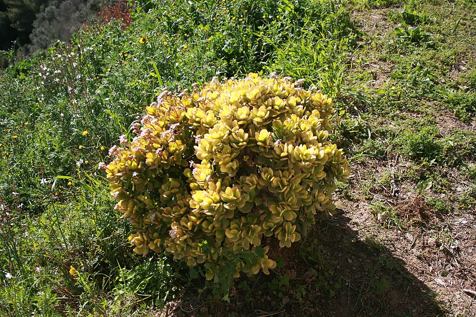Crassula ovata (Jade Plant) (alternate view 6)