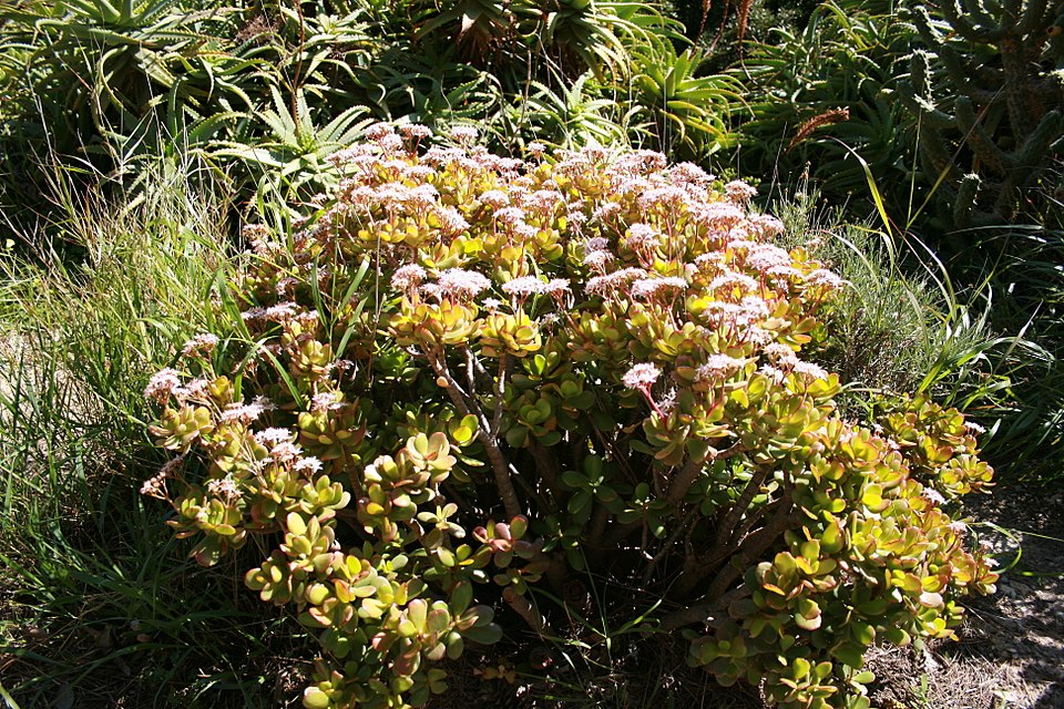 Crassula ovata (Jade Plant) (alternate view 7)