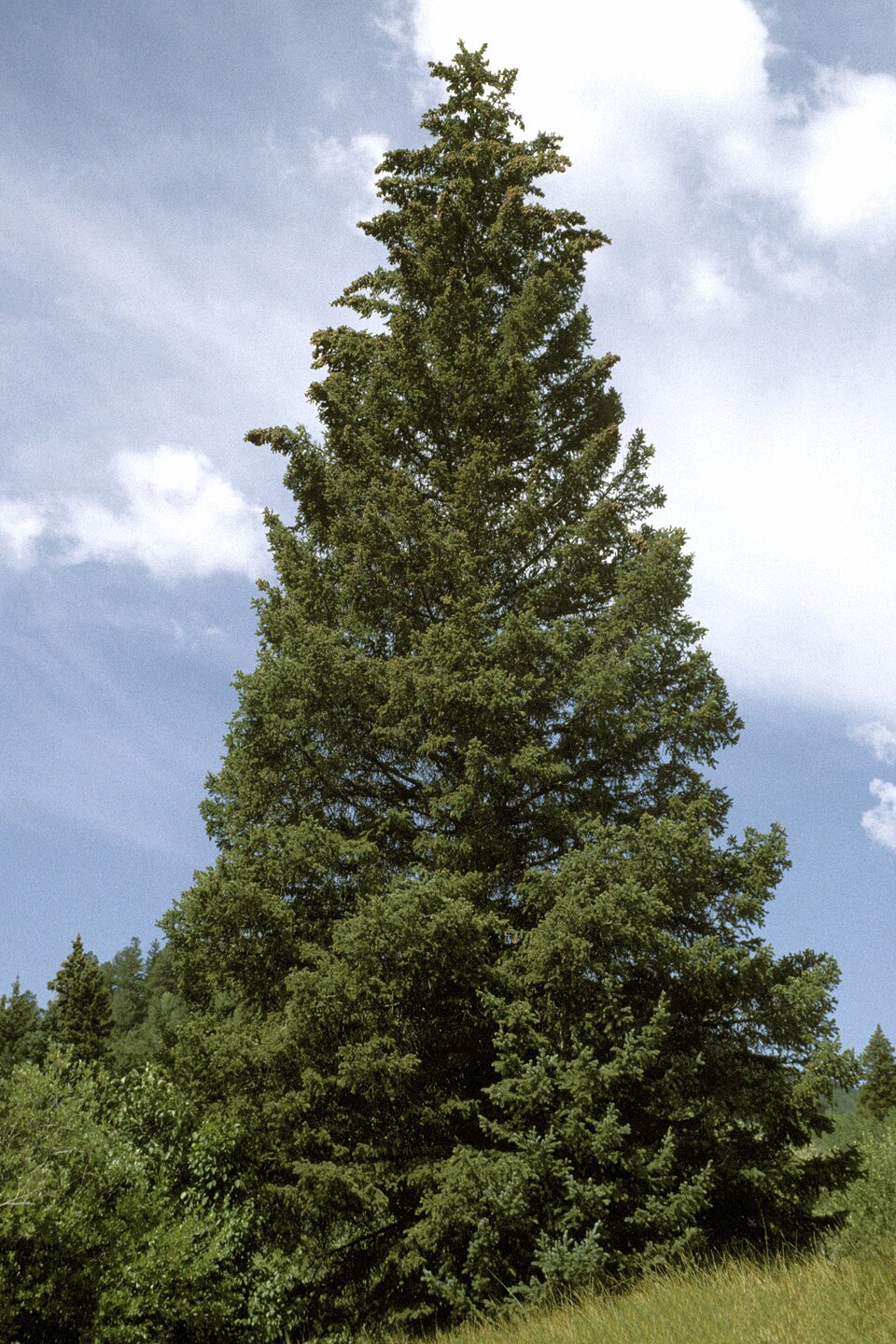 Picea pungens (Colorado Spruce) (alternate view 8)