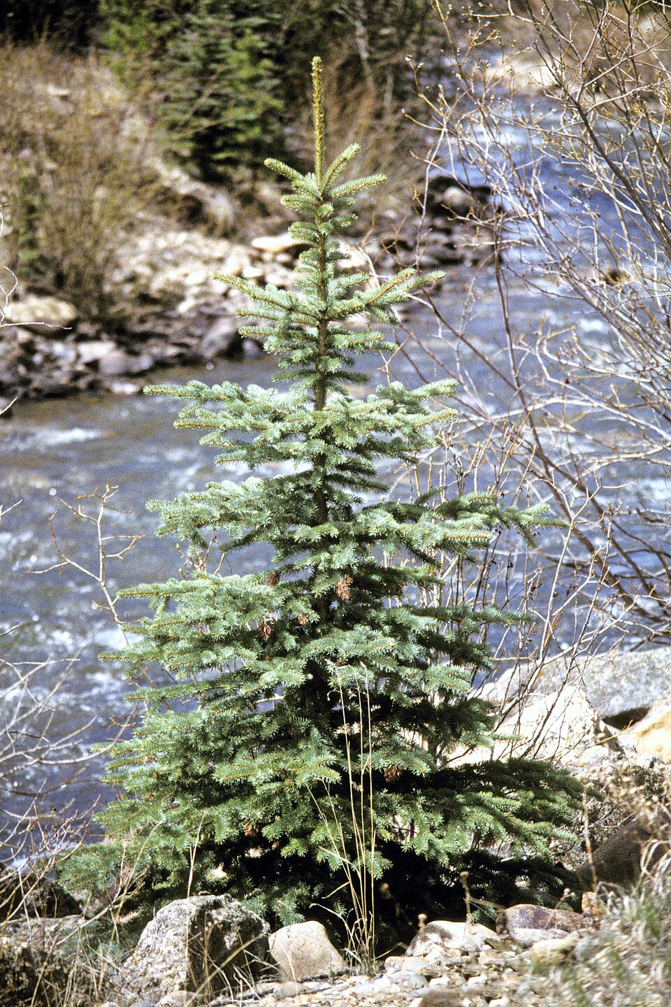 Picea pungens (Colorado Spruce) (alternate view 9)