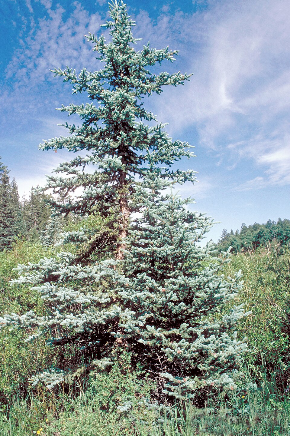 Picea pungens (Colorado Spruce) (alternate view 10)