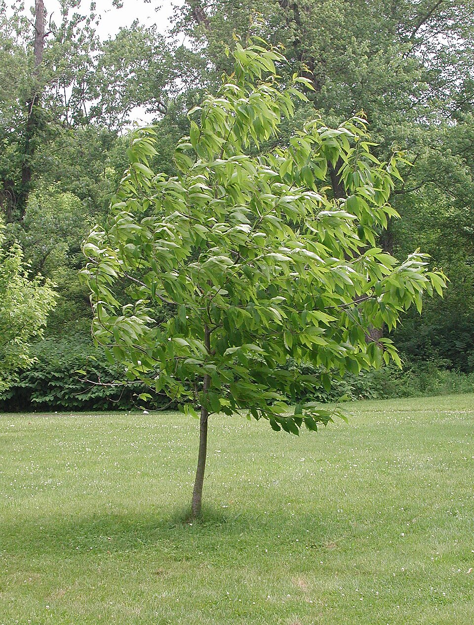 Castanea dentata (American chestnut) (alternate view 5)