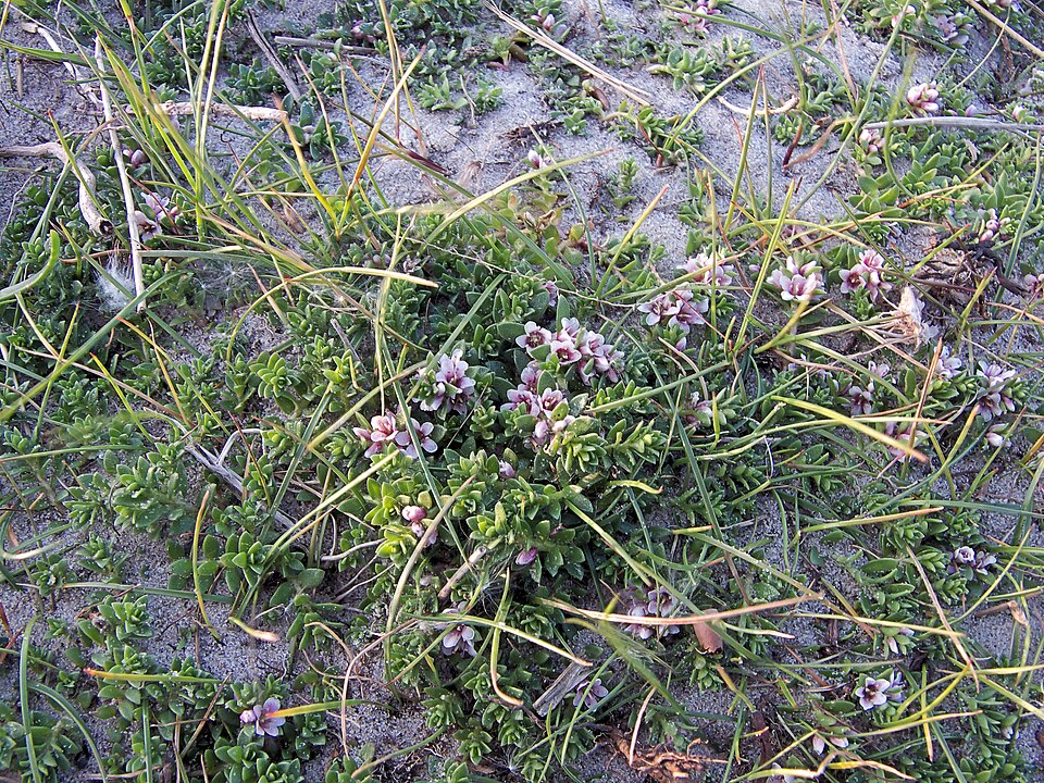Lysimachia maritima (Sea Milkwort)