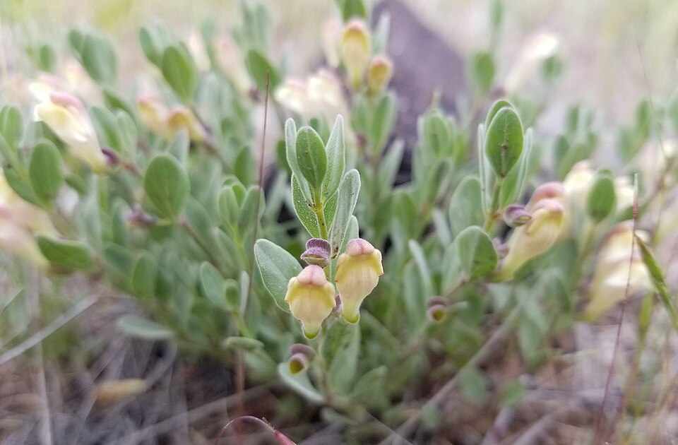 Scutellaria nana (alternate view 7)