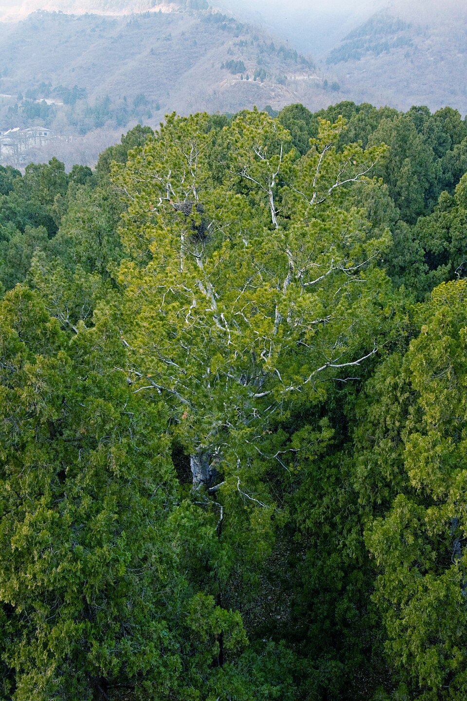 Pinus bungeana (Lacebark Pine) (alternate view 12)