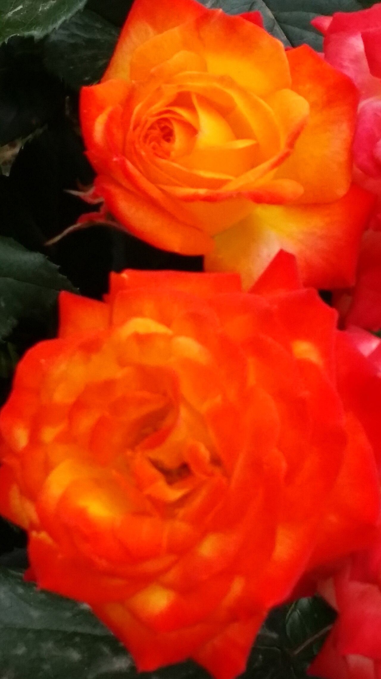 Rosa chinensis, China rose — upright semi-evergreen (Rosaceae) (image 9 of 9)