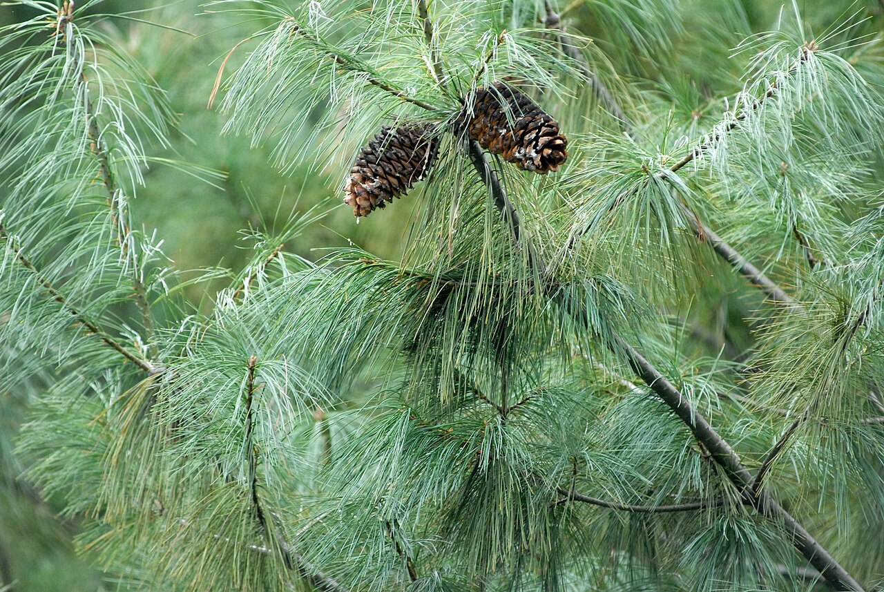 Pinus armandii (Armand Pine)