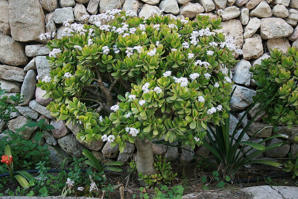 Crassula ovata (Jade Plant) (alternate view 8)