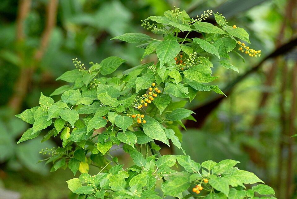 Rivina humilis (pigeonberry)