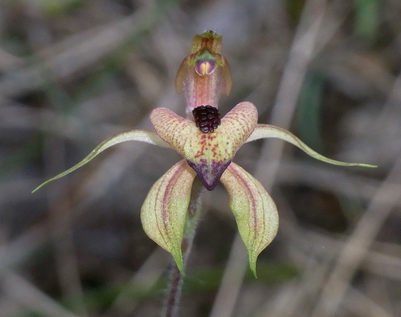 Caladenia cardiochila (thick-lipped spider-orchid) (alternate view 6)