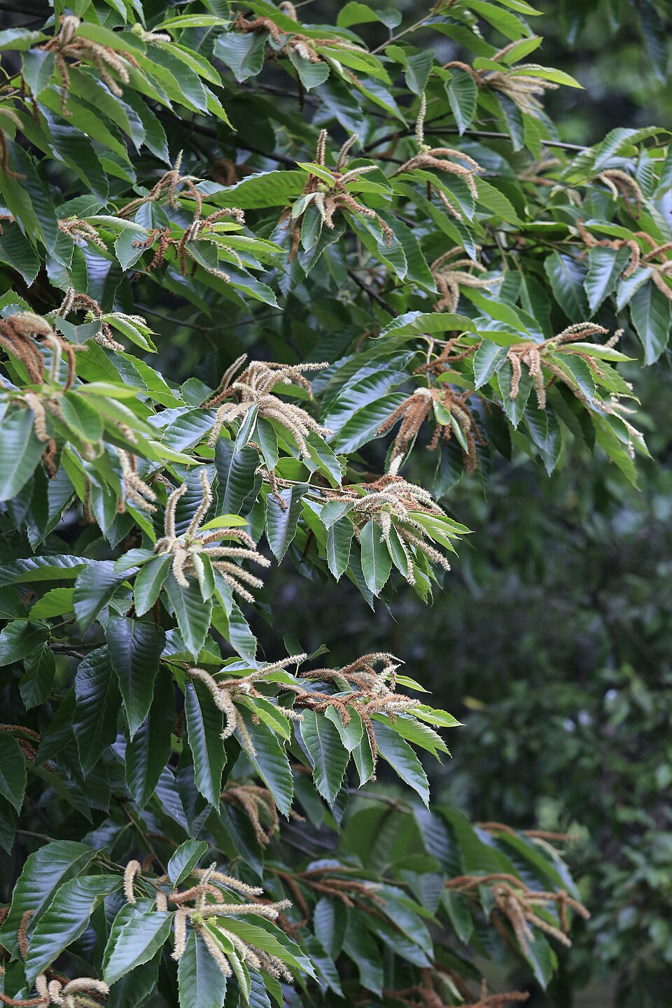 Castanea mollissima (Chinese Chestnut) (alternate view 10)