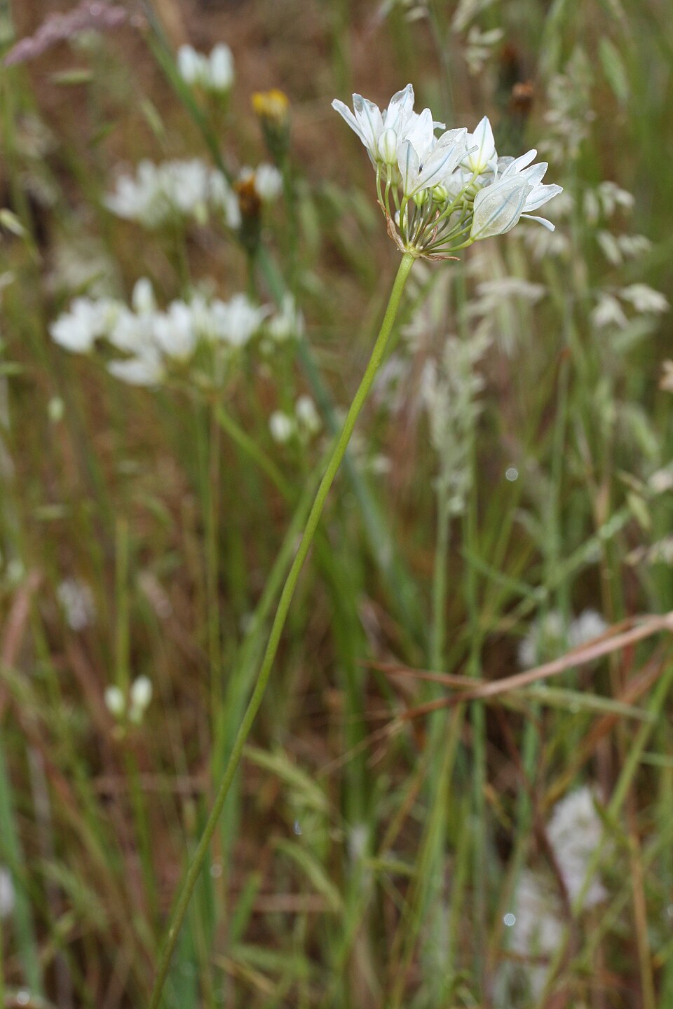 Triteleia hyacinthina (White Brodiaea) (alternate view 8)