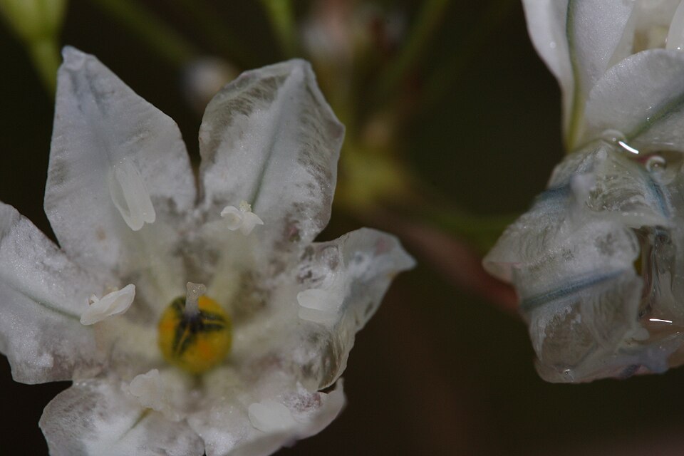 Triteleia hyacinthina (White Brodiaea) (alternate view 9)