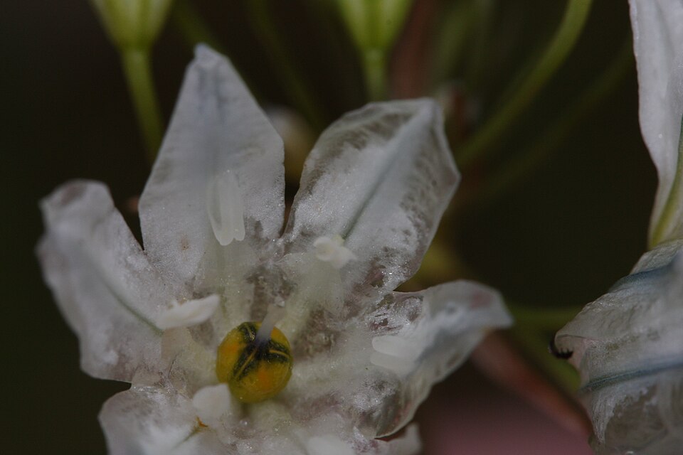 Triteleia hyacinthina (White Brodiaea) (alternate view 10)