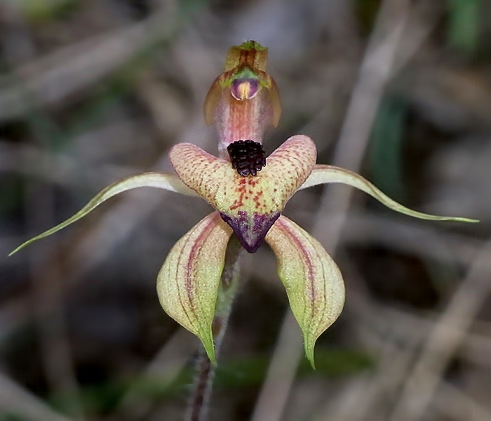 Caladenia cardiochila (thick-lipped spider-orchid) (alternate view 7)