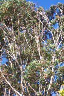 Eucalyptus pilularis (Blackbutt)