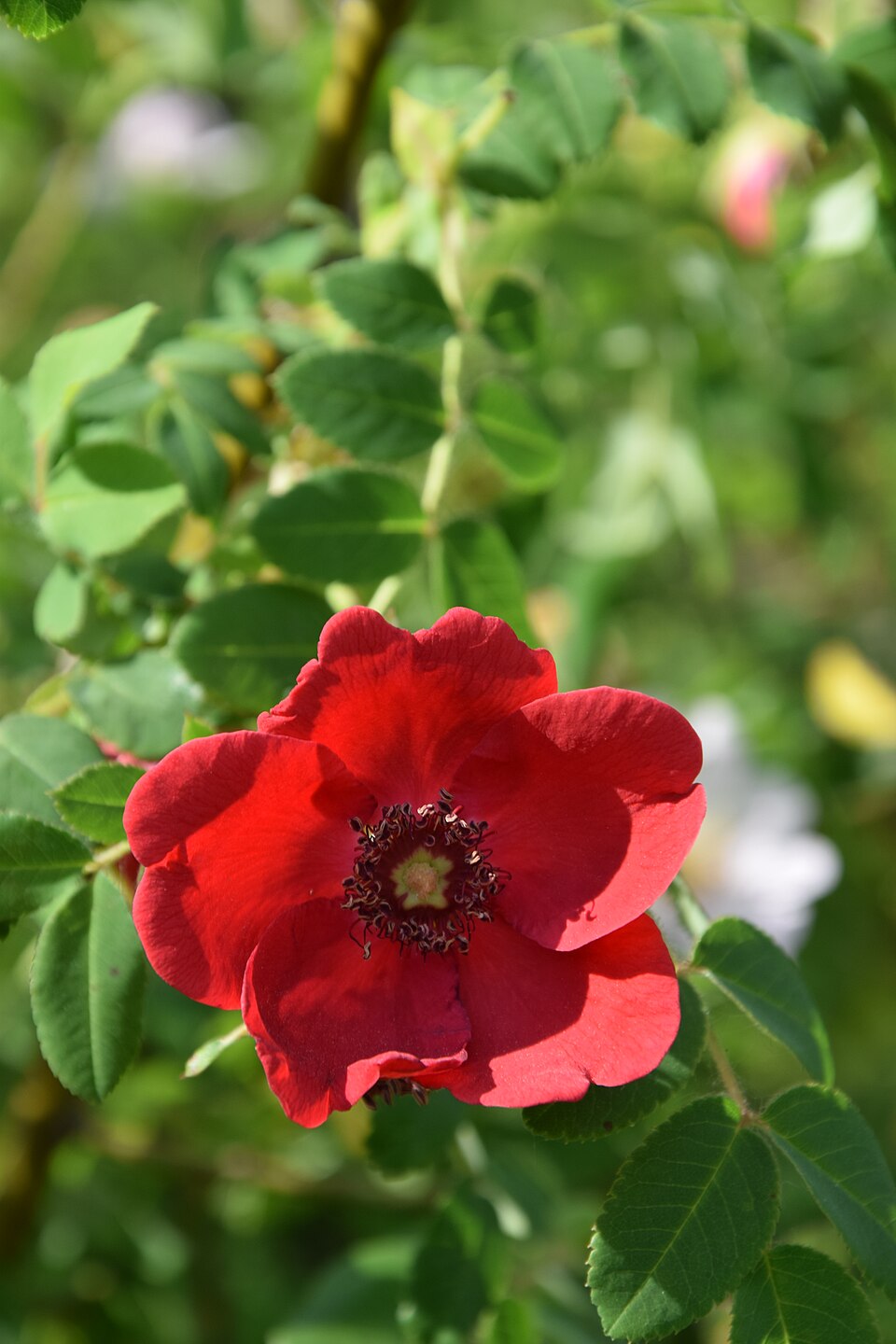 Rosa 'Geranium' (alternate view 3)