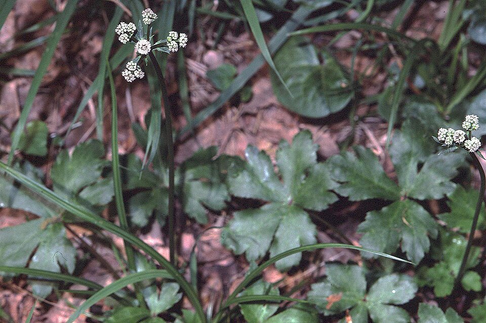 Sanicula europaea (wood sanicle)