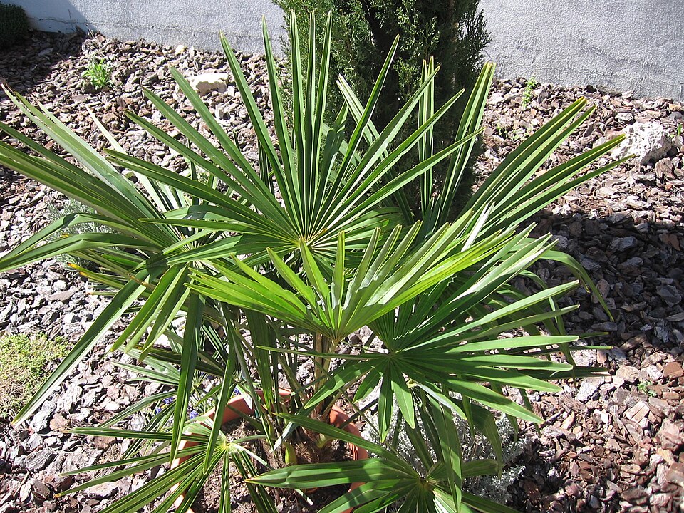Rhapis excelsa (Lady Palm Tree) (alternate view 4)